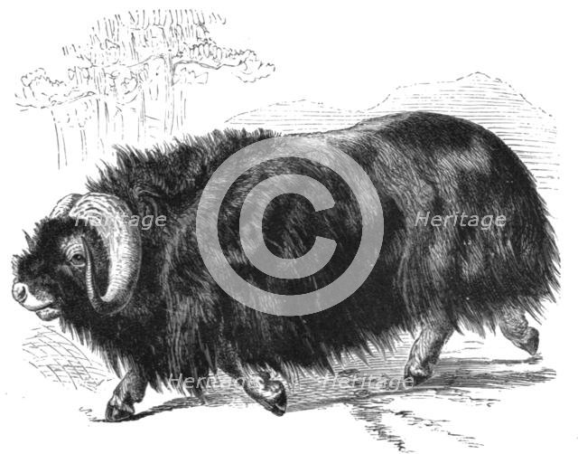 ''Ovibos Moschatus; The Musk Ox and the Wolverine - a Geographical Parallel', 1875. Creator: Unknown.