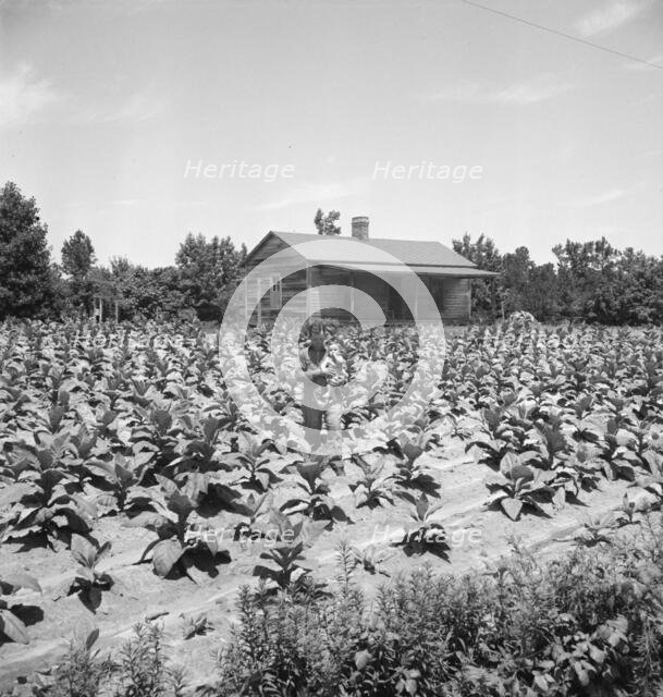 Sharecropper near Chapel Hill, North Carolina, 1939. Creator: Dorothea Lange.