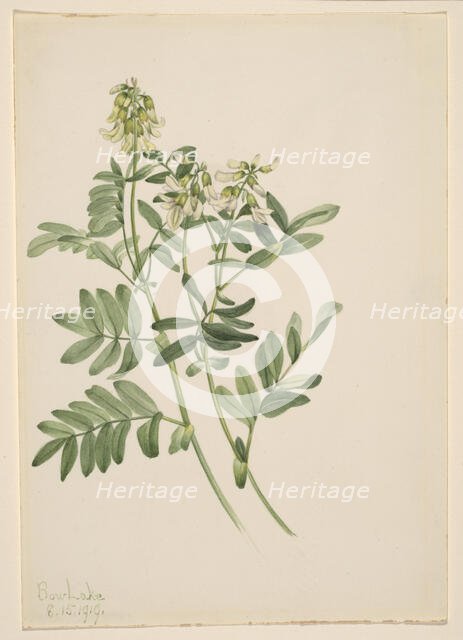 Untitled--Plant Study, 1919. Creator: Mary Vaux Walcott.