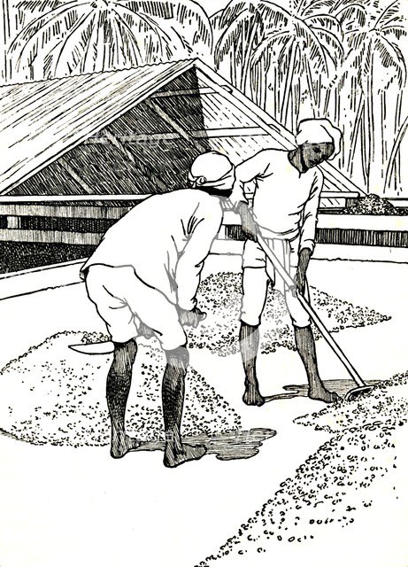 'Drying the Cocoa', 1912. Artist: Charles Robinson.