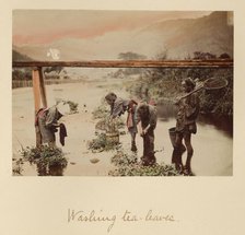 Washing Tea Leaves, about 1873-1883. Creator: Shinichi Suzuki I.