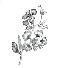 Elegant clarkia, 1843. Creator: Unknown.