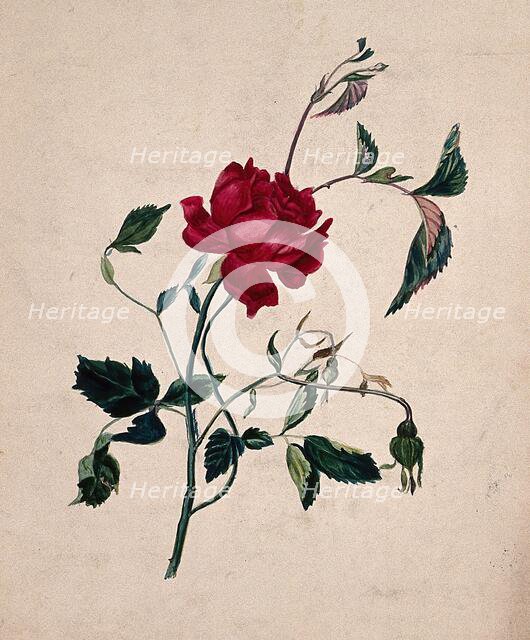 A rose (Rosa species): flowering stem. Creator: Unknown.