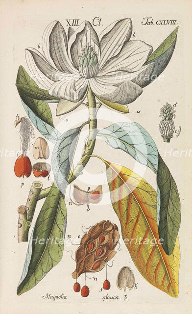 Botanisches Handbuch, 1808. Creator: Schkuhr, Christian (1741-1811).