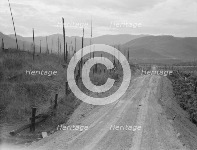 Shows character of cut-over area, Bonner County, Idaho, 1939. Creator: Dorothea Lange.