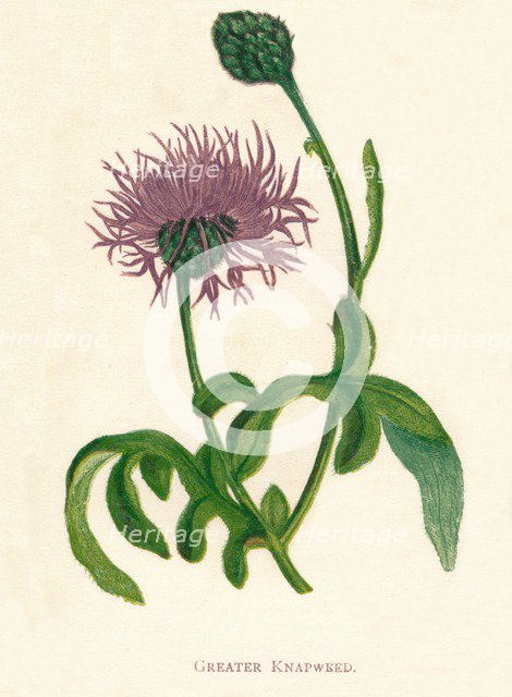'Greater Knapweed', c1891, (1891). Artist: Anne Pratt.