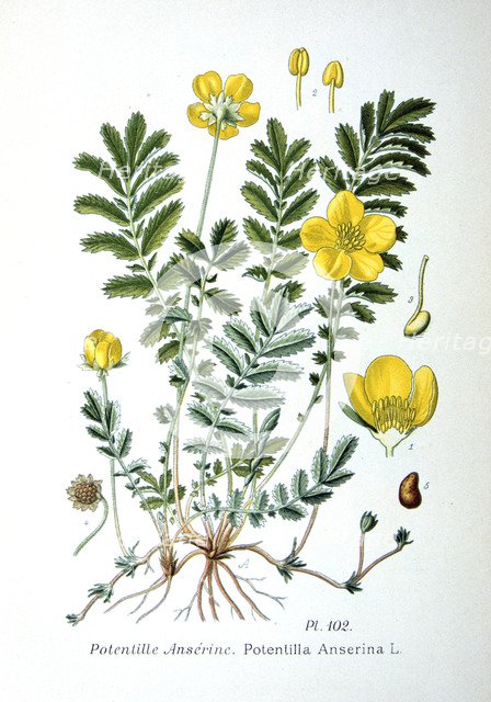 Silverweed, 1893. Artist: Unknown