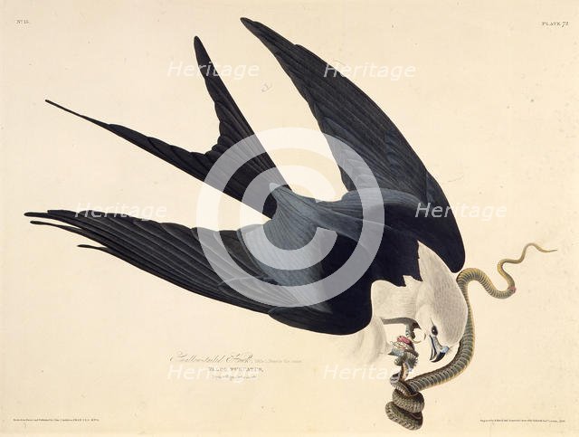 The swallow-tailed kite. From "The Birds of America", 1827-1838. Creator: Audubon, John James (1785-1851).