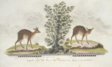 Raphicerus melanotis (Cape grysbok), 1777-1786. Creator: Robert Jacob Gordon.