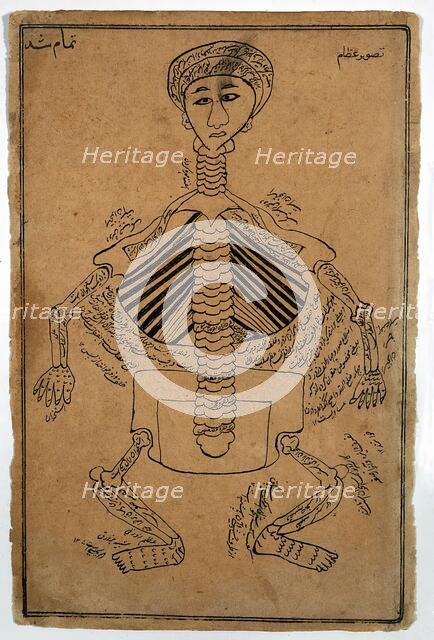 Bones of the human body, (between 1800 and 1899?). Creator: Unknown.