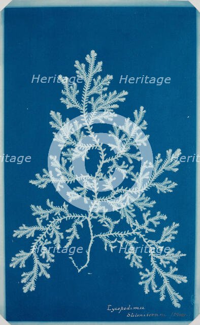 Fern from the "Hatton Album", between 1840 and 1859. Creator: Unknown.