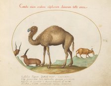 Animalia Qvadrvpedia et Reptilia (Terra): Plate III, c. 1575/1580. Creator: Joris Hoefnagel.