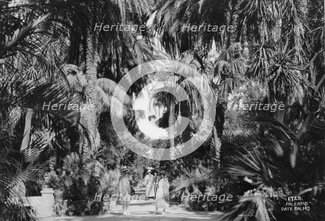 Date palms, Palermo, Sicily, Italy, c1920s-c1930s(?). Artist: Unknown