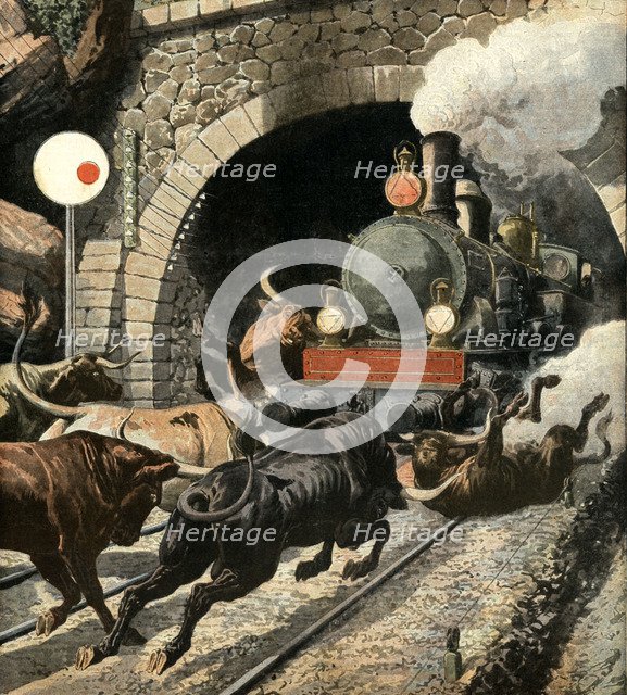 Bulls attacking a passengers train, in Cercedilla tunnel exit, in the Sierra de Guadarrama, Madri…