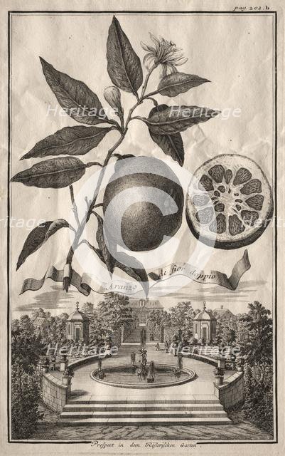 Nurnbergische Hesperides: Aranzo de fior doppio, 1714. Creator: Joseph de Montalegre (Hungarian).