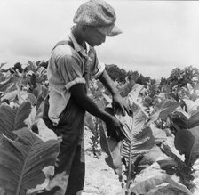 Son of Negro sharecropper "worming" tobacco, Wake County, North Carolina, 1939. Creator: Dorothea Lange.