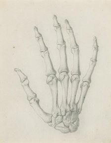 The bones of the hand viewed from the back, for Cheselden's `Osteographia', by 1733. Creator: Gerard Vandergucht.