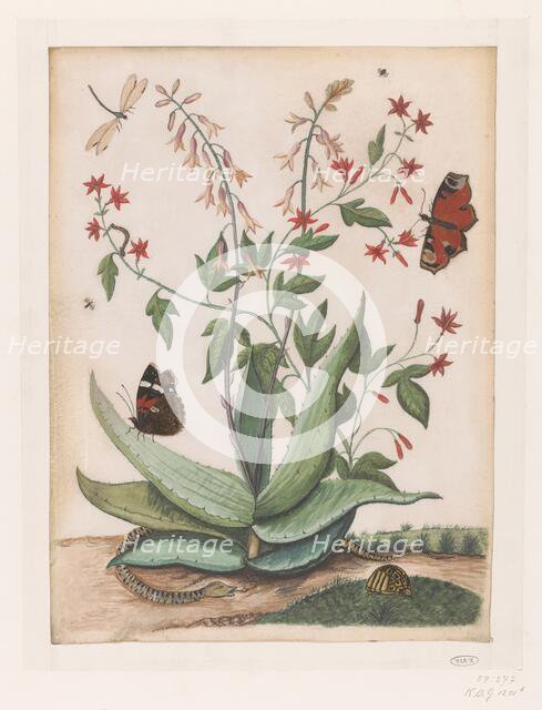 Butterflies, a snake and a turtle around a blooming agave, 1686-1757. Creator: Maria Moninckx.