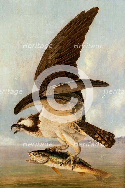 Osprey and Weakfish, 1829. Creator: John James Audubon.