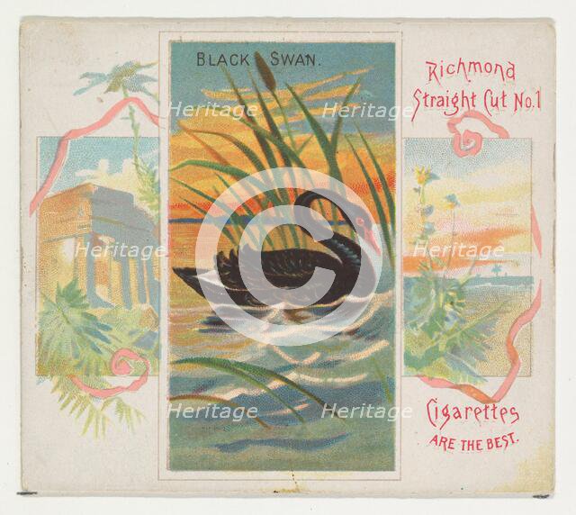 Black Swan, from Birds of the Tropics series (N38) for Allen & Ginter Cigarettes, 1889. Creator: Allen & Ginter.