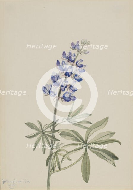 Blue Lupine (Lupinus argenteus), 1915. Creator: Mary Vaux Walcott.