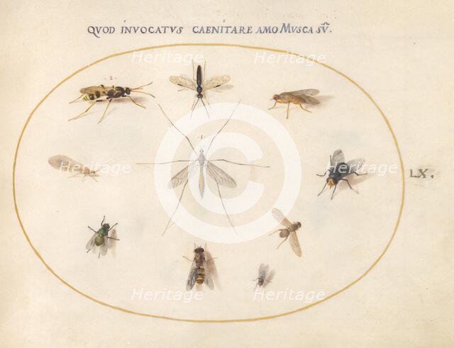 Plate 60: Flies and Other Insects, c. 1575/1580. Creator: Joris Hoefnagel.