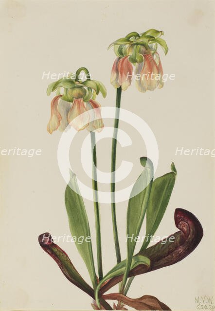 Hybrid Pitcherplant (Sarracenia minor x psittacina), 1930. Creator: Mary Vaux Walcott.