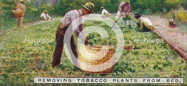 'Removing Tobacco Plants from Bed', 1926. Artist: Unknown.