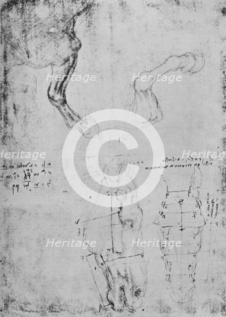 'Studies of Horses' Fore-Legs and Measured Drawings of Horses' Heads', c1480 (1945). Artist: Leonardo da Vinci.