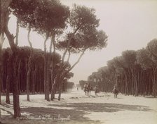 Promenade des Pins à Beyrouth, ca. 1870. Creator: Felix Bonfils.