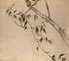 Japanese maple (Acer palmatum): branch with leaves. Creator: Unknown.