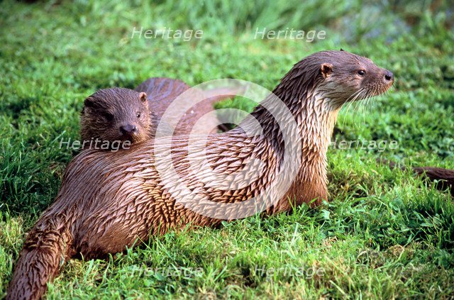 Otters