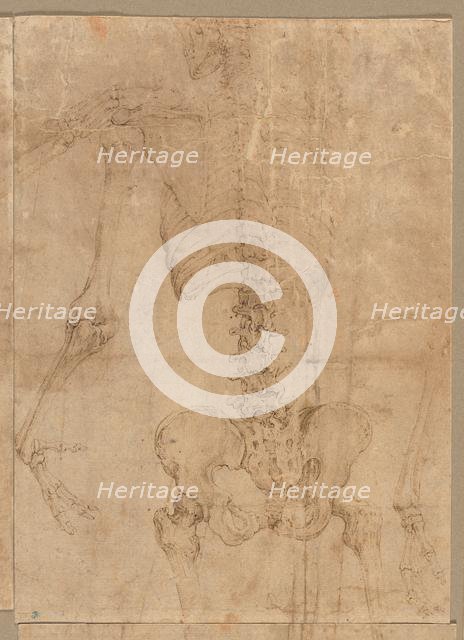 Upper Half of Skeleton from the Back, early 1540s. Creator: Battista Franco (Italian, c. 1510-1561).