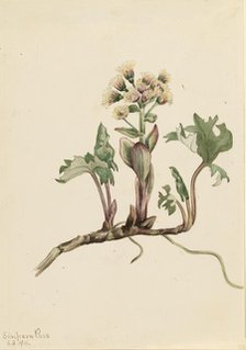 Northern Butterbur (Petasites hyperboreus), 1916. Creator: Mary Vaux Walcott.