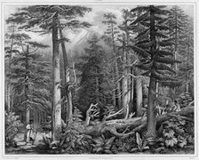 Forest of Sitka Island (northwest coast of America), 19th century. Creators: Alexander Postels, Godefroy Engelmann.