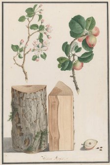Studies of the trunk, blossoms and fruit of a wild apple tree (Malus sylvestris), 1788. Creator: Ludwig Pfleger.