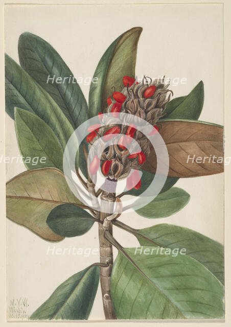 Southern Magnolia (Magnolia grandiflora), 1923. Creator: Mary Vaux Walcott.