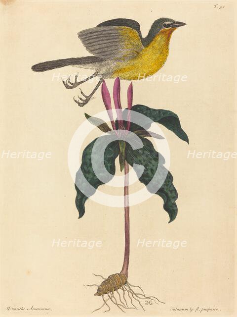 The Yellow-breasted Chat, published 1754. Creator: Mark Catesby.