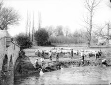 Group of shepherds washing their sheep in the river, Radcot Bridge, Oxfordshire, 1885. Artist: Henry Taunt