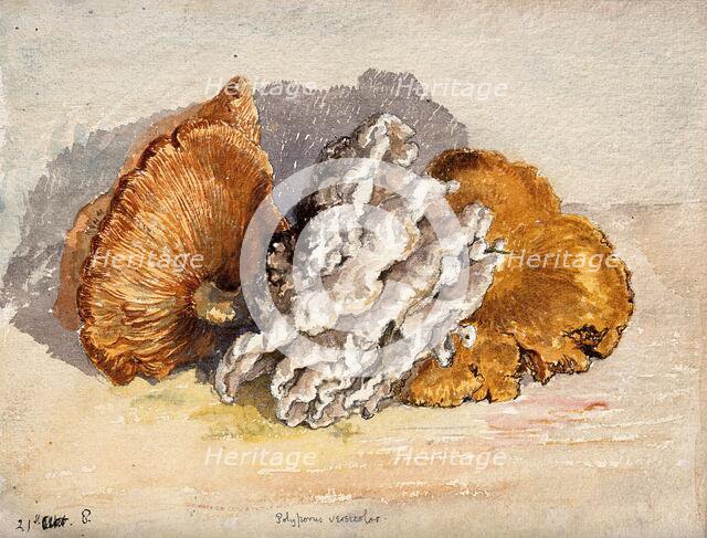 A bracket fungus (Coriolus versicolor): group of fruiting bodies. Creator: Unknown.