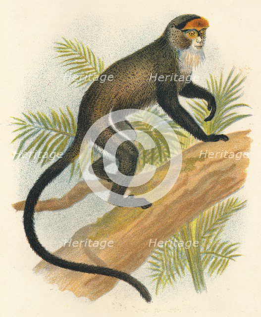 'De Brazza's Guenon', 1897. Artist: Henry Ogg Forbes.