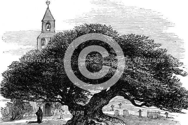 Ancient yew in Buckland Churchyard, Kent, 1880. Creator: Unknown.