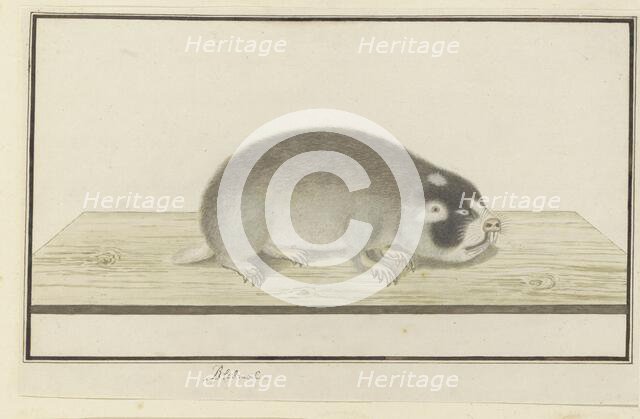 Georychus capensis (Cape mole-rat), 1777-1780. Creator: Robert Jacob Gordon.