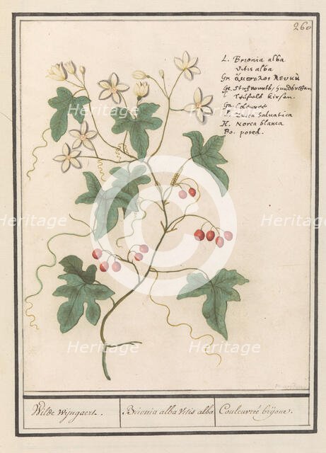 Hedge vine (Bryonia dioica), 1596-1610. Creators: Anselmus de Boodt, Elias Verhulst.