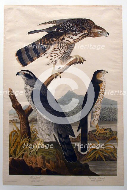Goshawk, Stanley Hawk (No. 29), 1830. Creator: John James Audubon.