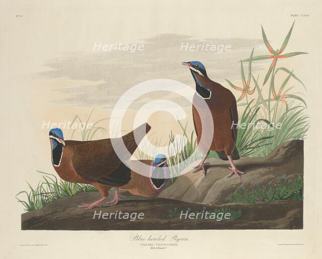 Blue-headed Pigeon, 1833. Creator: Robert Havell.