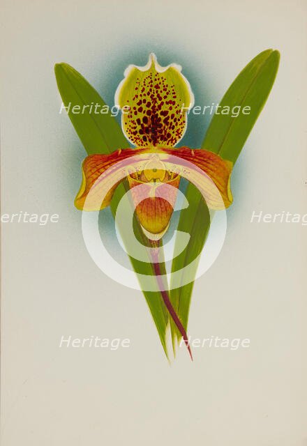 Orchid: Cypripedium, 1907. Creator: Frederick William Bolas.