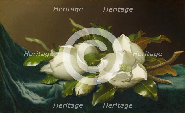 Magnolias on Light Blue Velvet Cloth, 1885/95. Creator: Martin Johnson Heade.