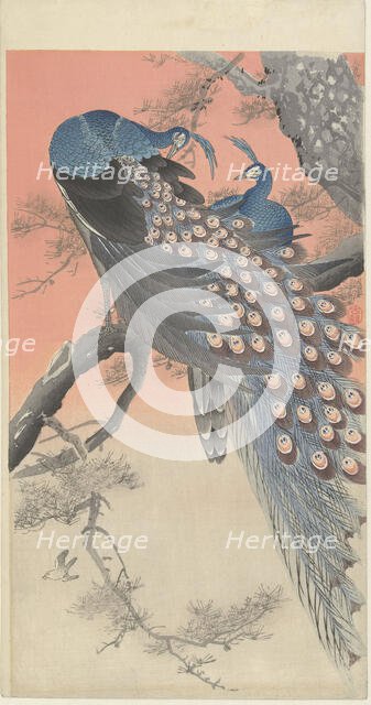 Two Peacocks on a Tree Branch, 1900-1910. Creator: Ohara, Koson (1877-1945).