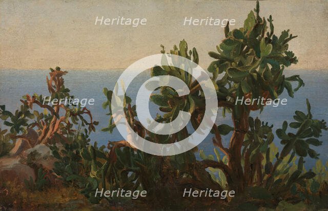 Cactus, probably 1833-1835. Creator: Thomas Fearnley.